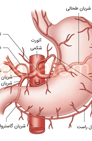 شریان های معده