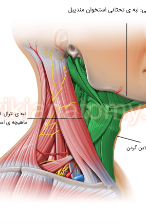 مثلث قدامی گردن