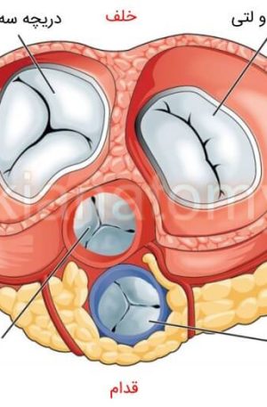 دریچه های قلب
