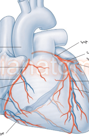 شریان ها و ورید های کرونری سطح قدامی قلب