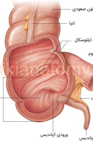 آپاندیس