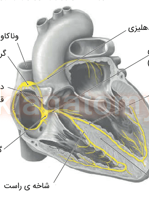 سیستم هدایتی قلب در هر چهار حفره